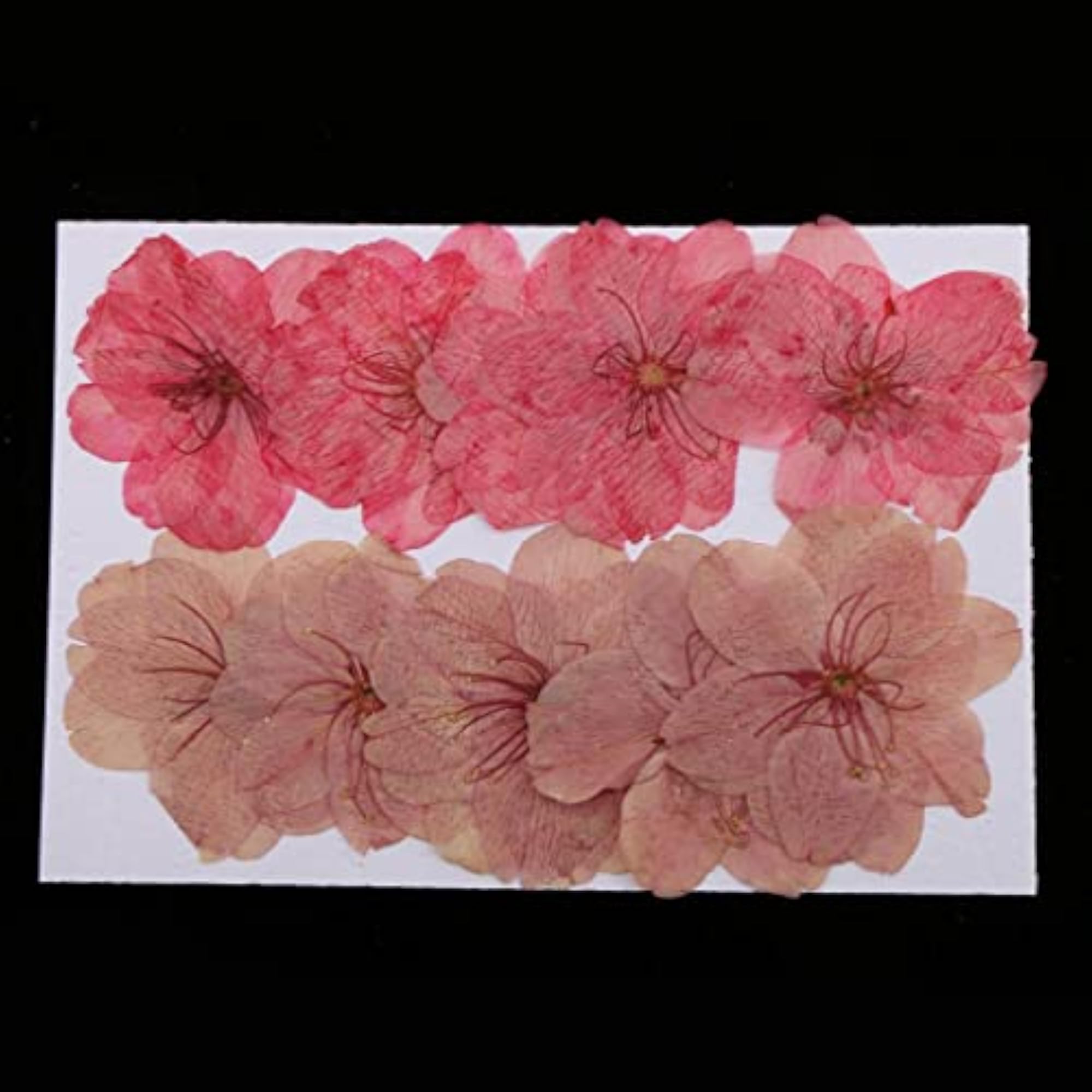 Mixed Color Pressed Dried Sakura Flowers for Art Craft